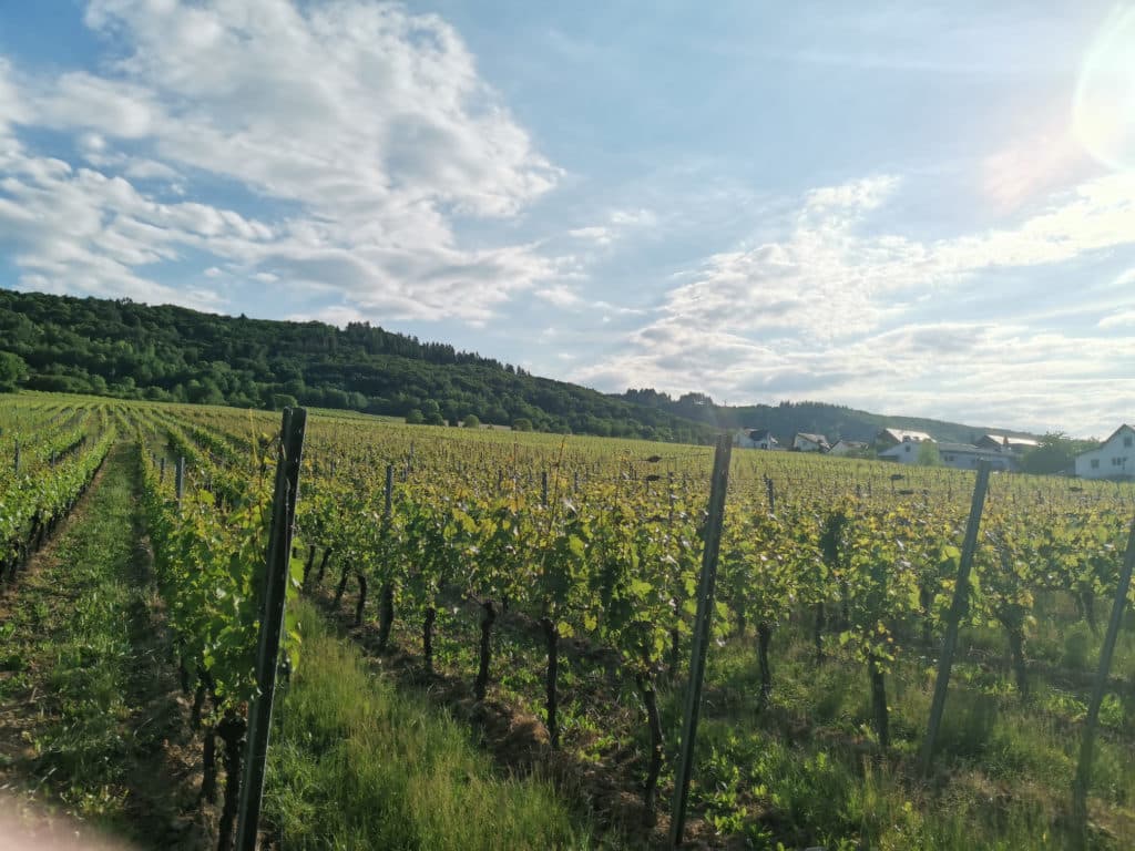Weinrebe an der Mosel
