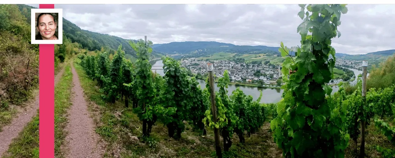 Weinberge über der Moselschleife bei Wolf – Pension Brigitte Henkel